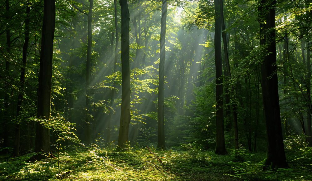 dense-forest-with-tall-trees-sunlight-filtering-through-leaves-creating-dappled-light-sh