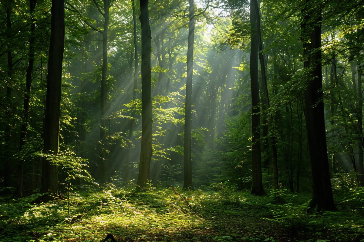 dense-forest-with-tall-trees-sunlight-filtering-through-leaves-creating-dappled-light-sh